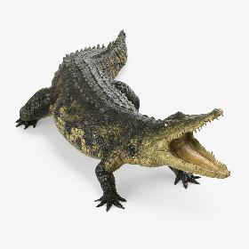 Crocodile Attacks Pose 3D Model